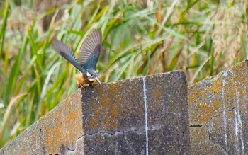 2021年10月11日(月) 大泉緑地の野鳥観察記録