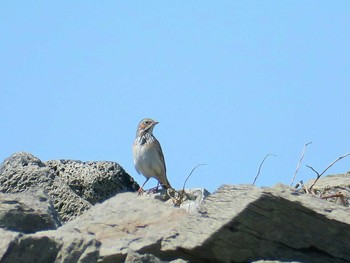 Chestnut-eared Bunting Hegura Island Thu, 4/27/2017