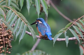 カワセミ 鶴舞公園(名古屋) 2021年10月10日(日)