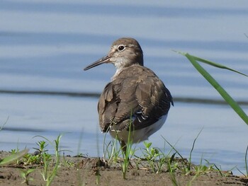 Common Sandpiper 祖父江ワイルドネイチャー緑地 Mon, 10/11/2021