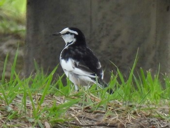 White Wagtail 祖父江ワイルドネイチャー緑地 Mon, 10/11/2021