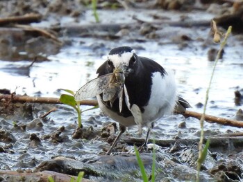 Japanese Wagtail 祖父江ワイルドネイチャー緑地 Mon, 10/11/2021