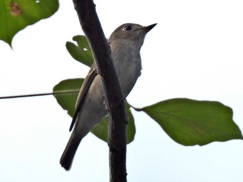 Asian Brown Flycatcher 祖父江ワイルドネイチャー緑地 Mon, 10/11/2021