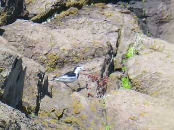 White Wagtail(leucopsis) Hegura Island Thu, 4/27/2017