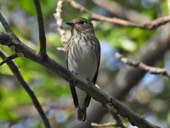 Grey-streaked Flycatcher 祖父江ワイルドネイチャー緑地 Mon, 10/11/2021