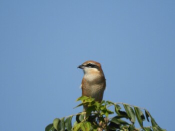 Bull-headed Shrike 紀の川 Sun, 10/3/2021