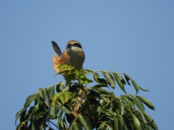 Bull-headed Shrike 紀の川 Sun, 10/3/2021