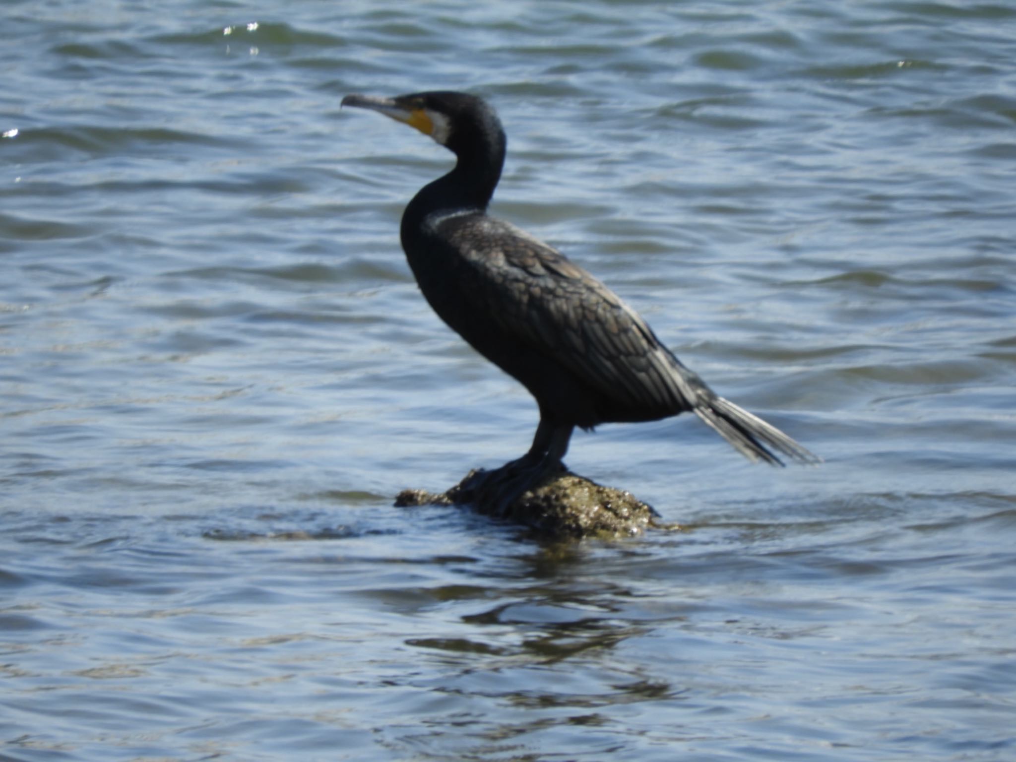 Photo of Great Cormorant at 紀の川 by よっしー