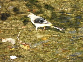 Grey Wagtail 紀の川 Sun, 10/3/2021