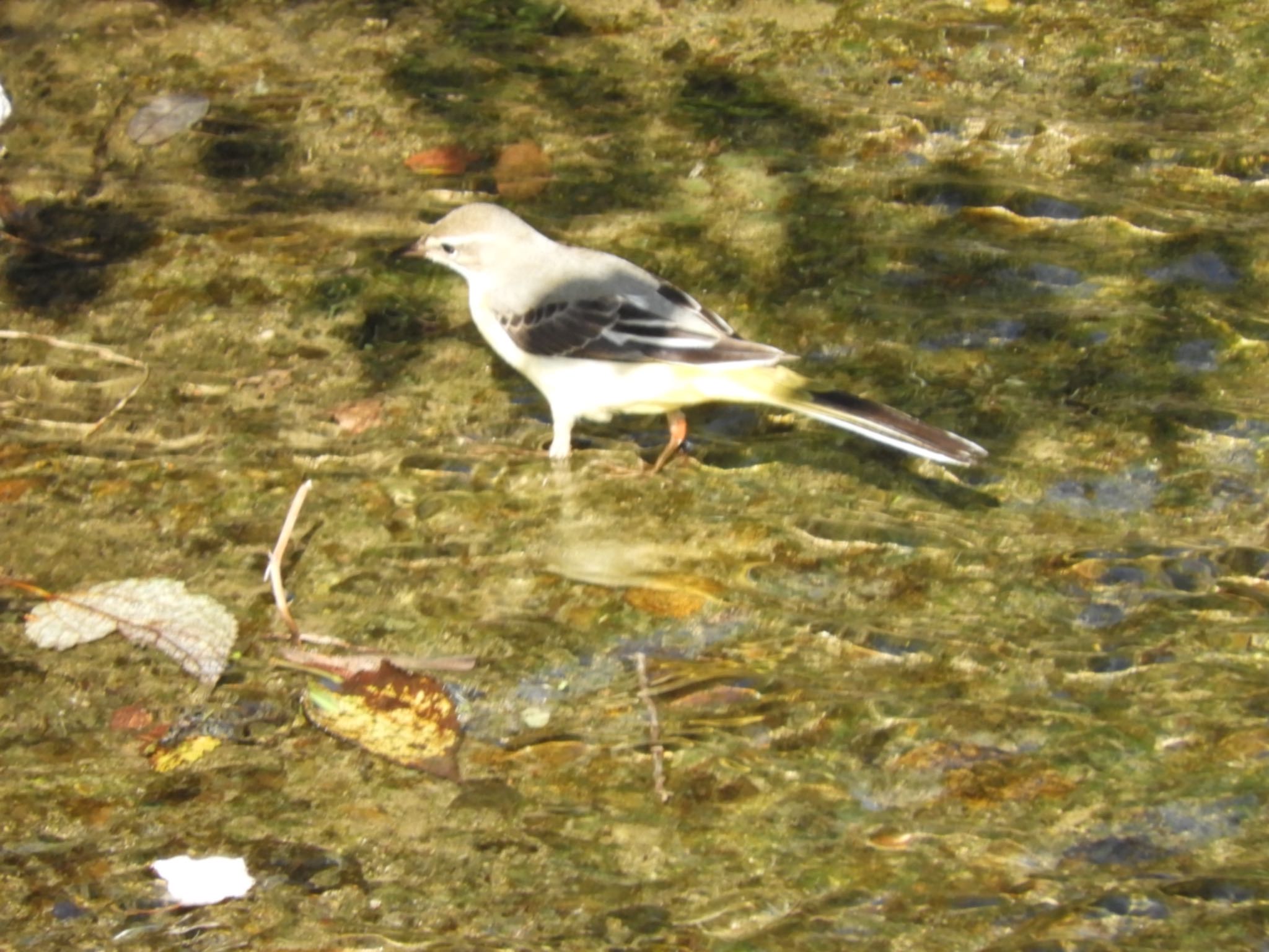 Photo of Grey Wagtail at 紀の川 by よっしー