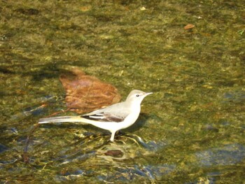 Grey Wagtail 紀の川 Sun, 10/3/2021