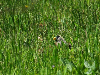 Japanese Grosbeak Hegura Island Thu, 4/27/2017