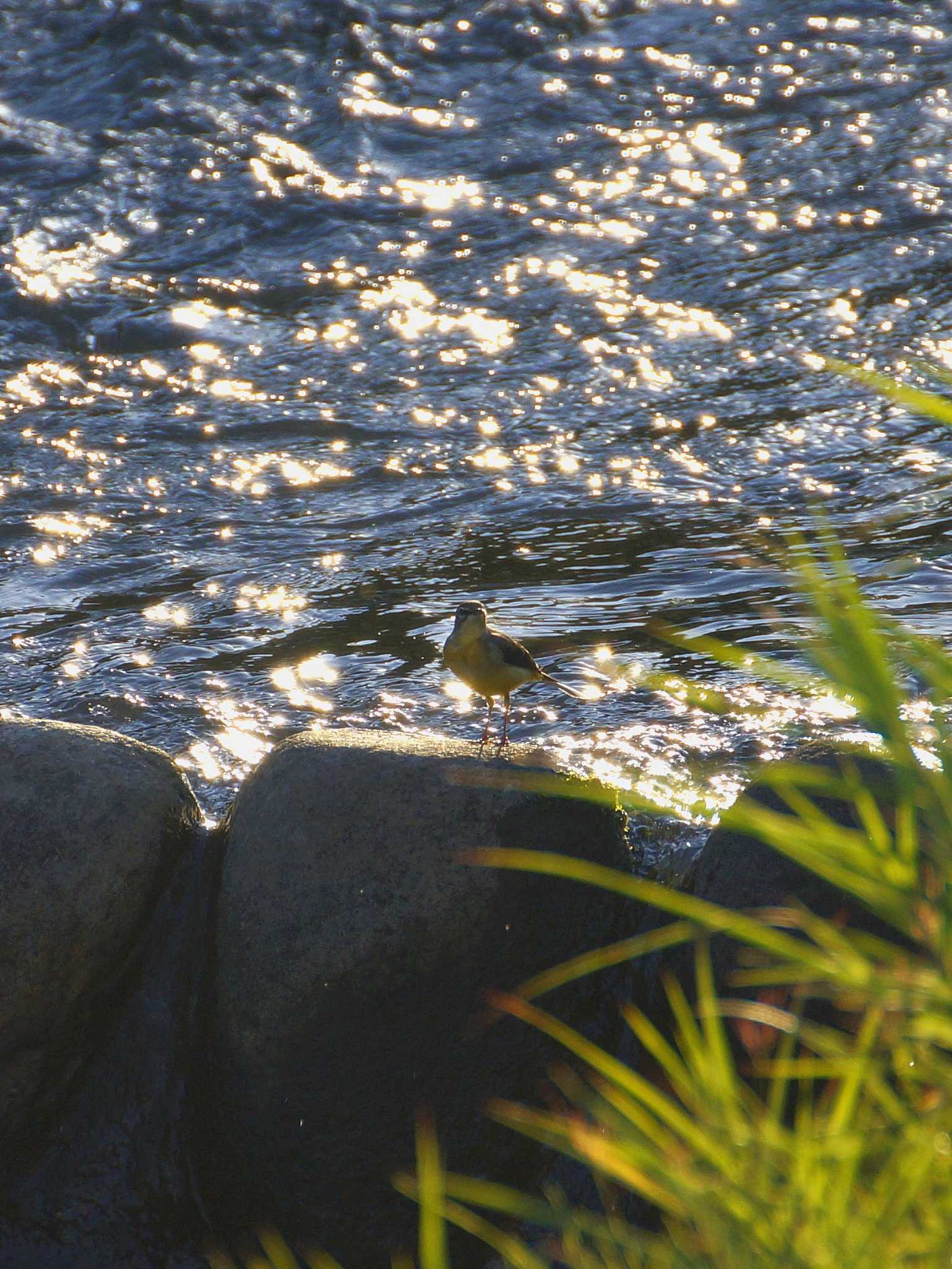 Grey Wagtail