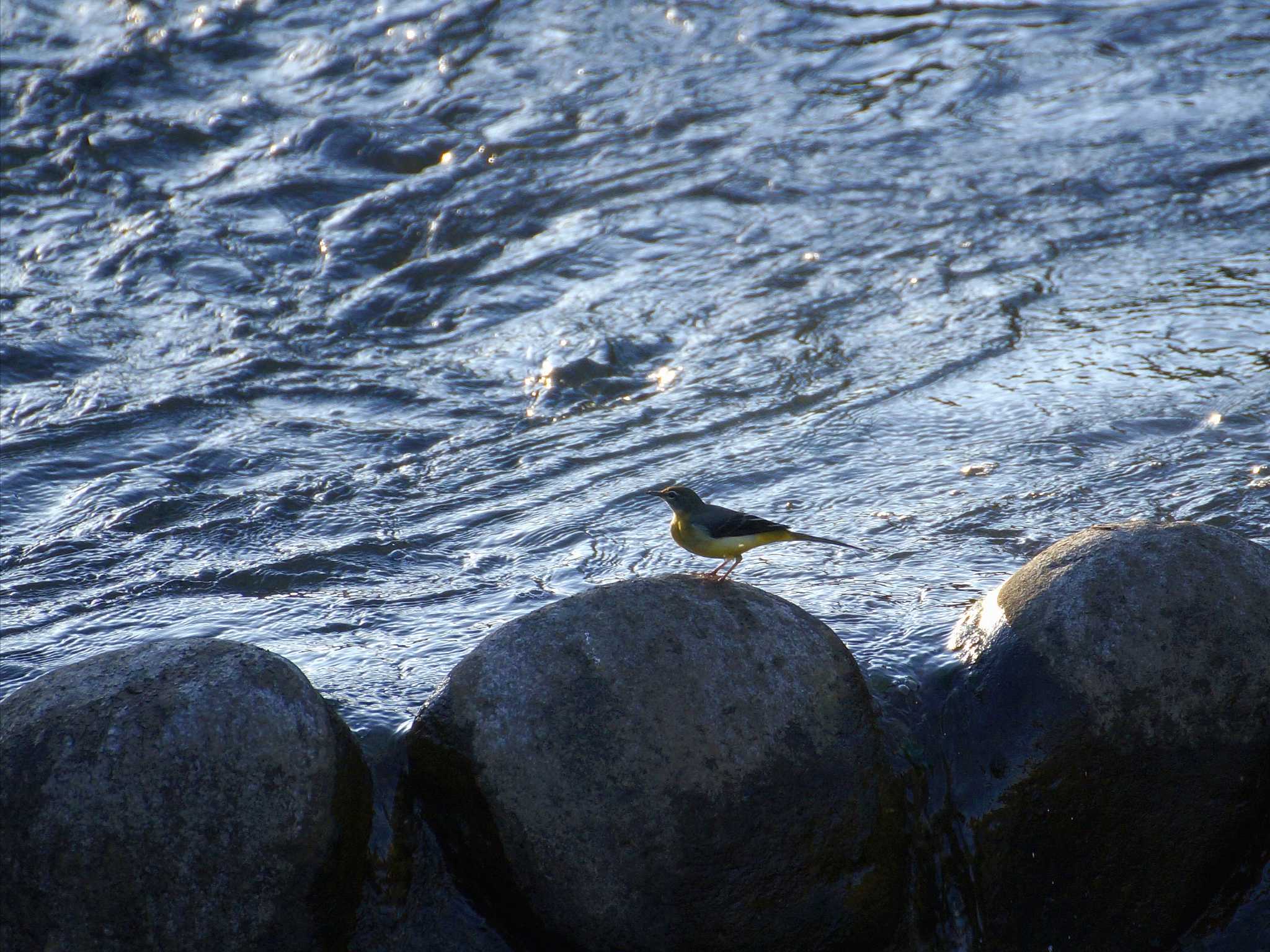 Grey Wagtail