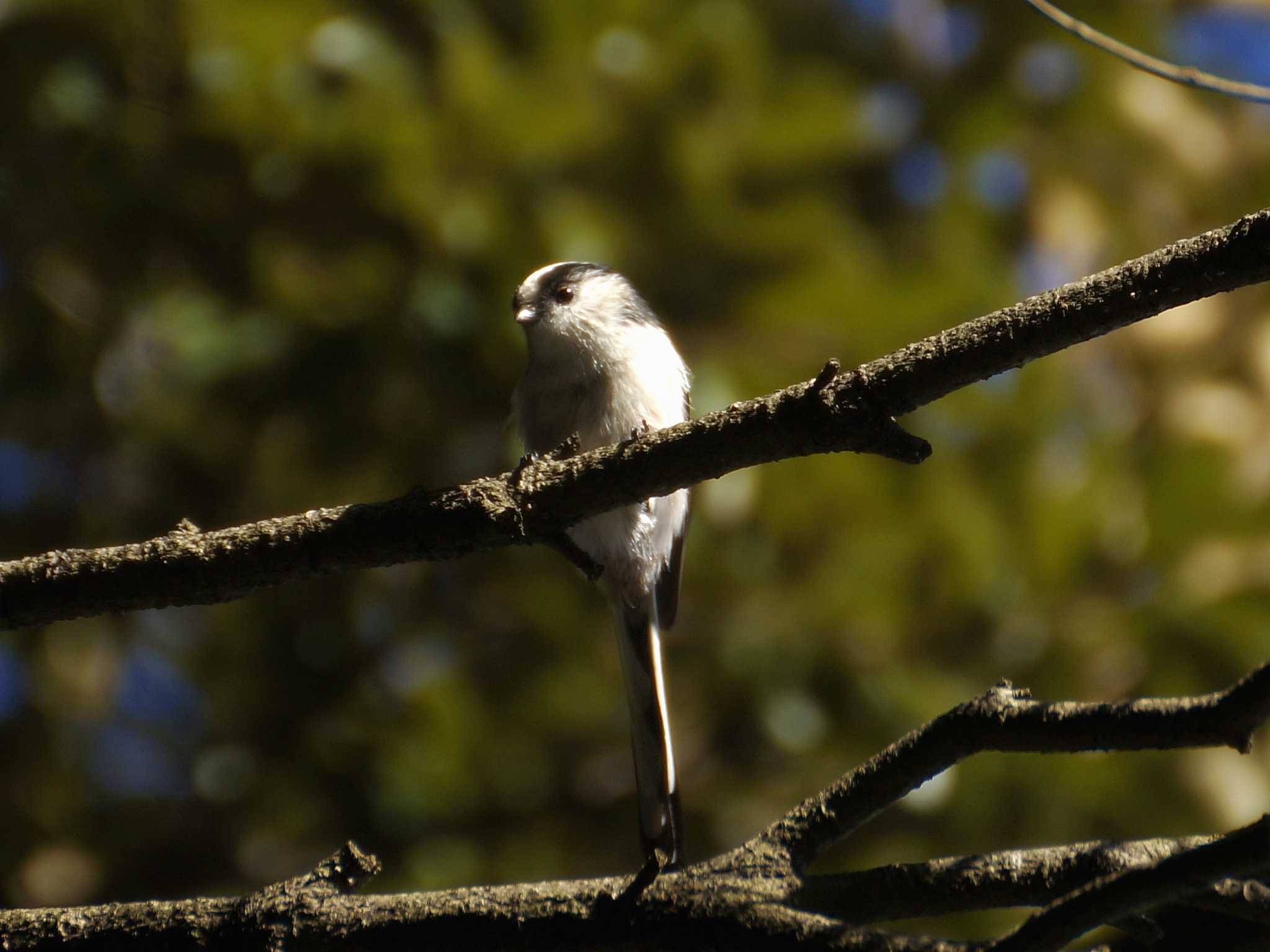 Long-tailed Tit