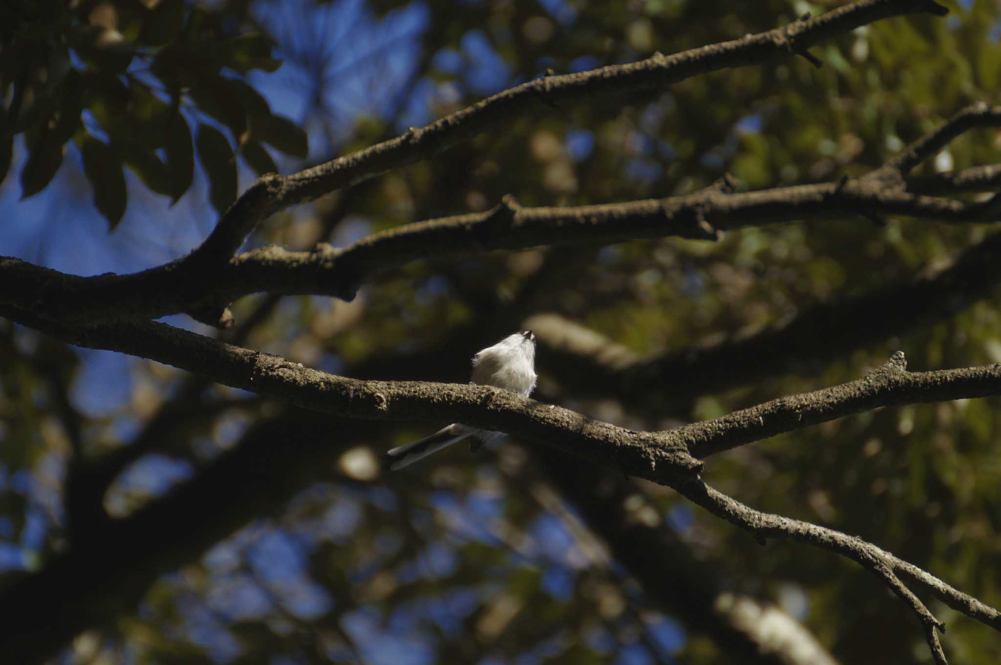 Long-tailed Tit