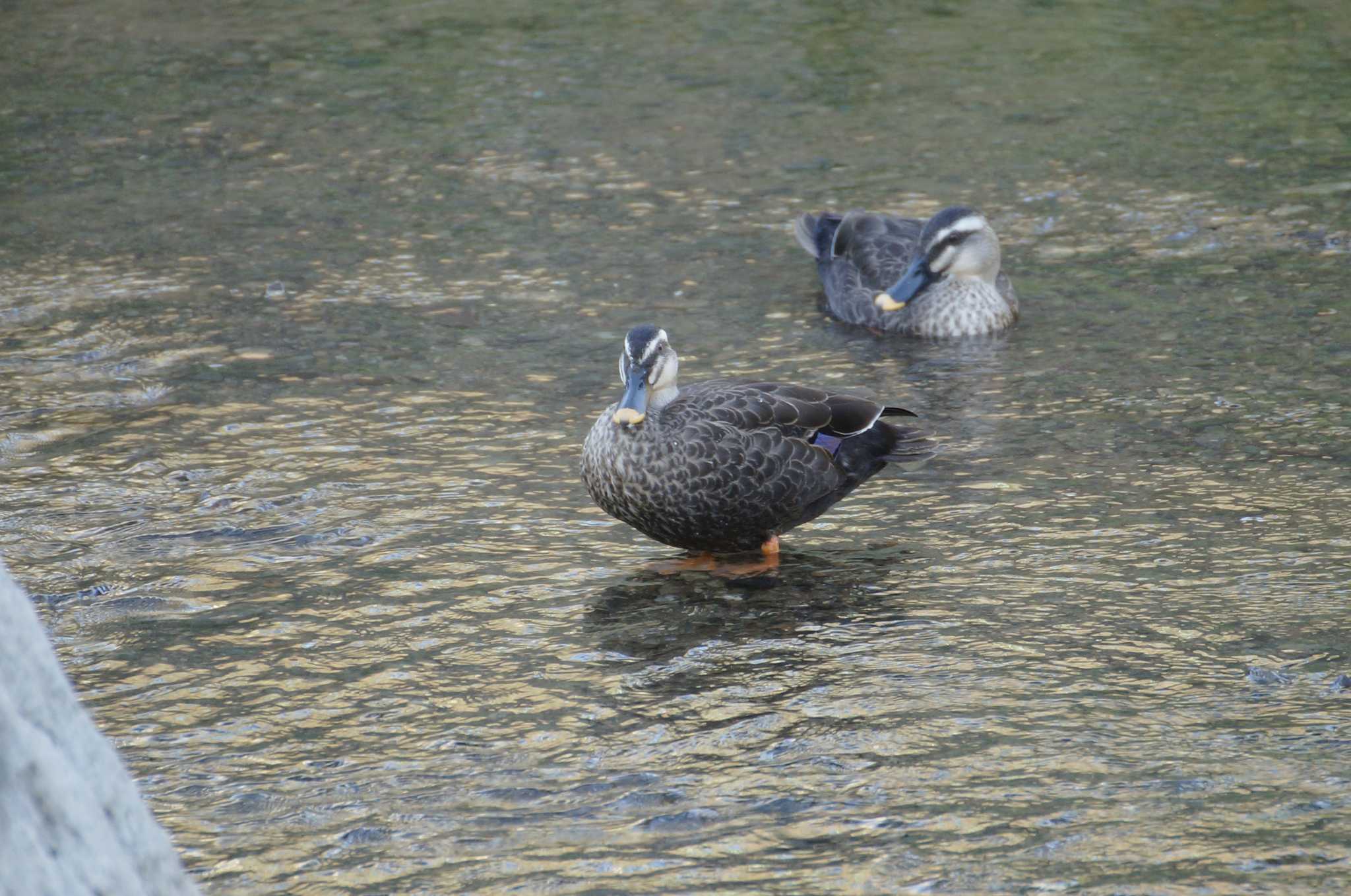 Eastern Spot-billed Duck