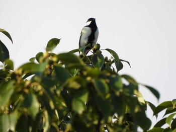 2021年10月6日(水) 山口県の野鳥観察記録