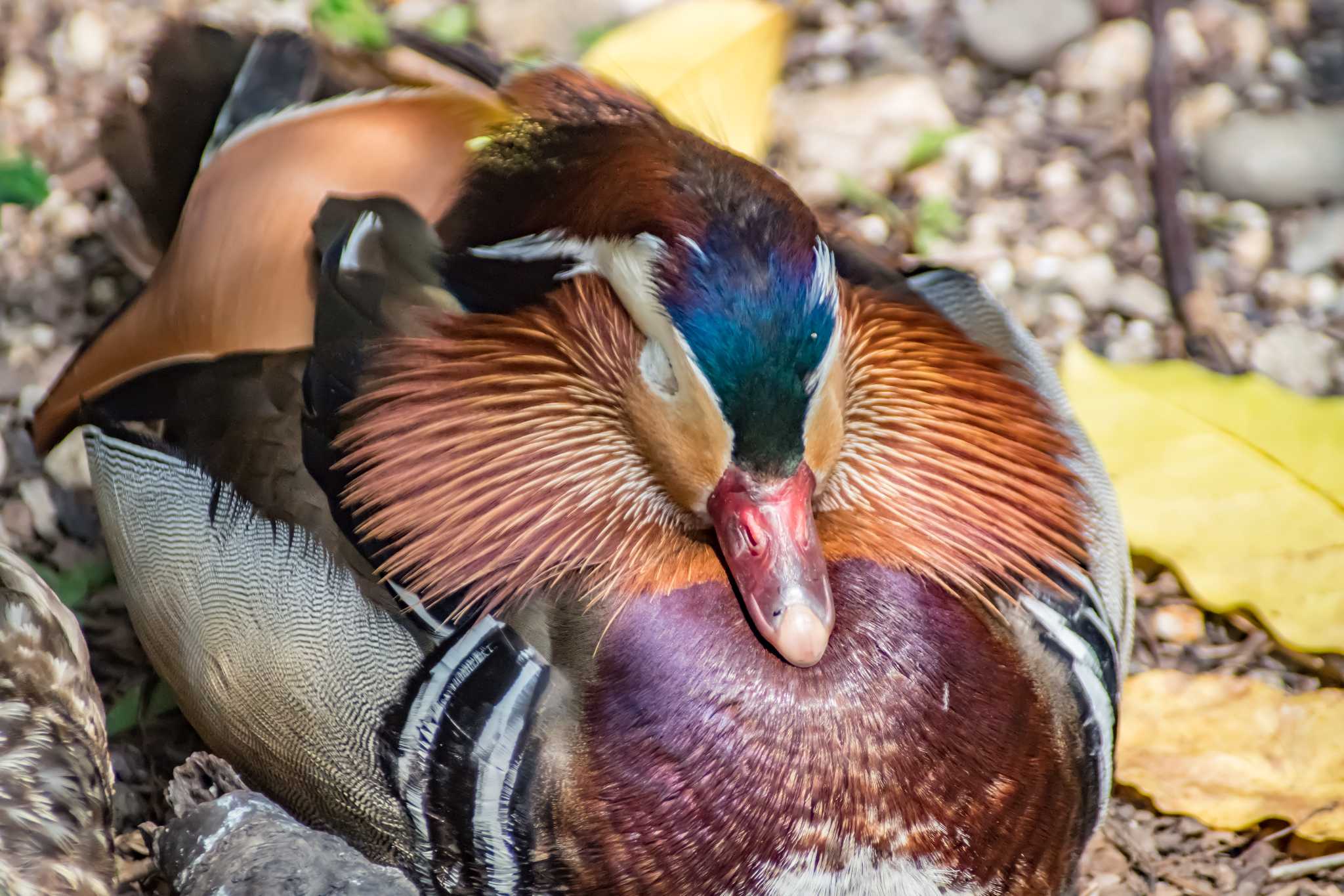 Photo of Mandarin Duck at  by tatsuya