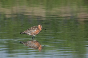 Bar-tailed Godwit(menzbieri) 三重県松阪市 Fri, 4/28/2017