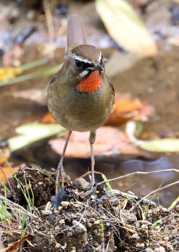 Siberian Rubythroat Unknown Spots Wed, 10/6/2021