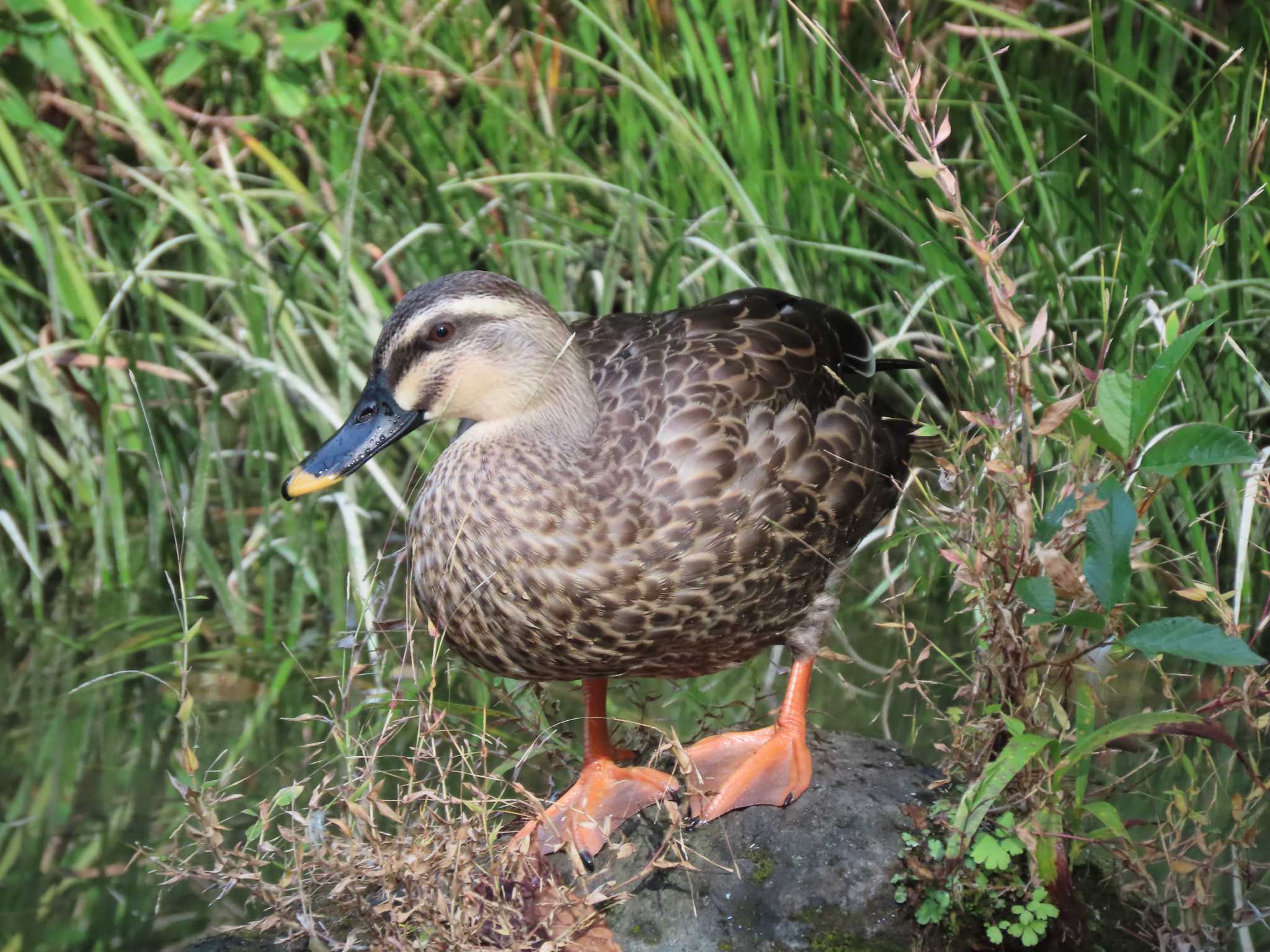 ギャザリアビオガーデン　フジクラ木場千年の森 カルガモの写真 by のぐち