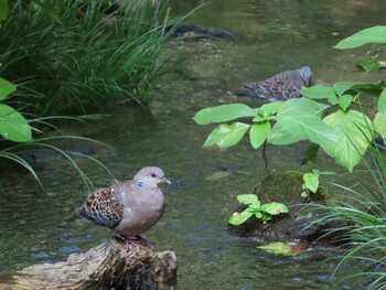 2021年10月10日(日) ギャザリアビオガーデン　フジクラ木場千年の森の野鳥観察記録