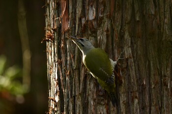 Grey-headed Woodpecker 函館市香雪園 Sun, 10/10/2021