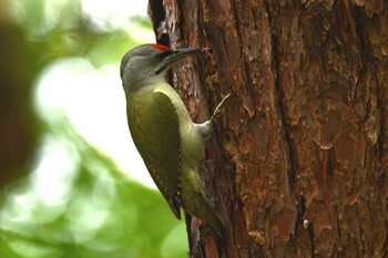 Grey-headed Woodpecker 函館市香雪園 Sun, 10/10/2021