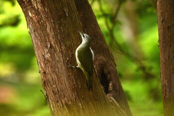 Grey-headed Woodpecker 函館市香雪園 Sun, 10/10/2021