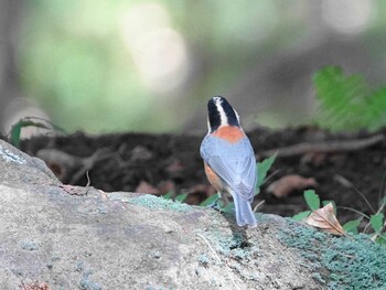 Varied Tit 伊香保森林公園 Wed, 10/6/2021