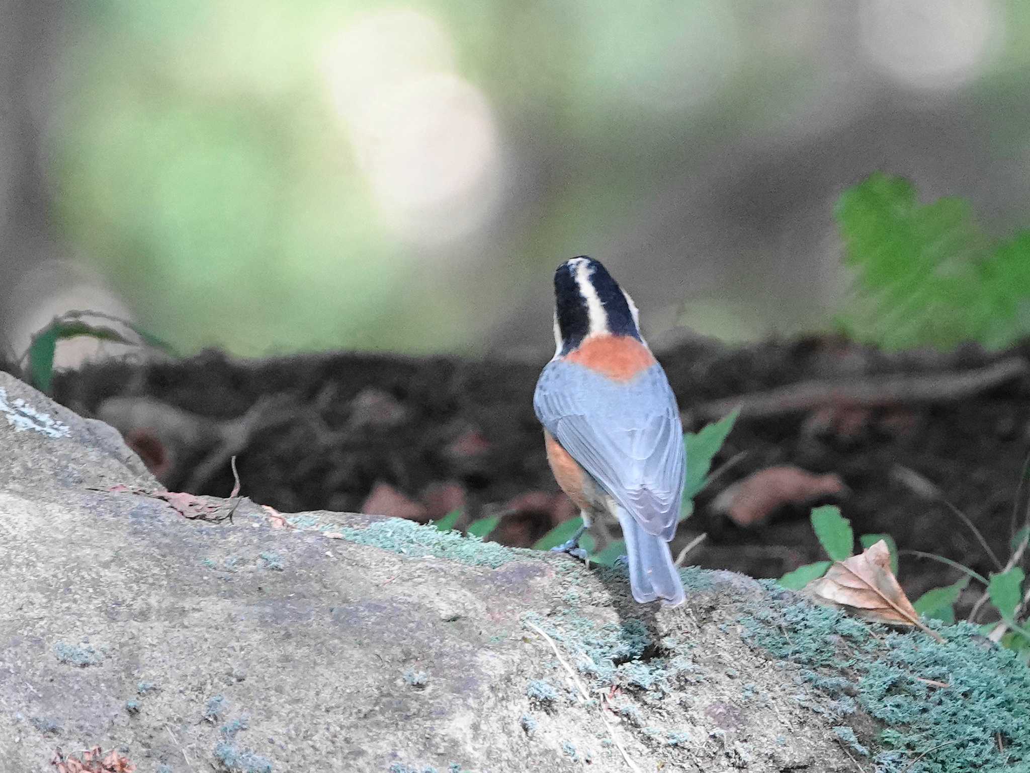 Photo of Varied Tit at 伊香保森林公園 by dalidalida