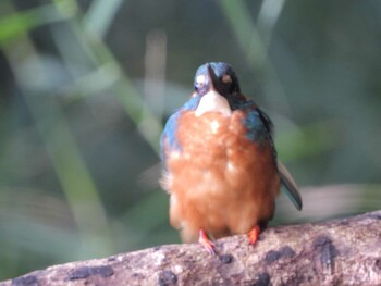 カワセミ 四ッ池公園 2021年10月2日(土)