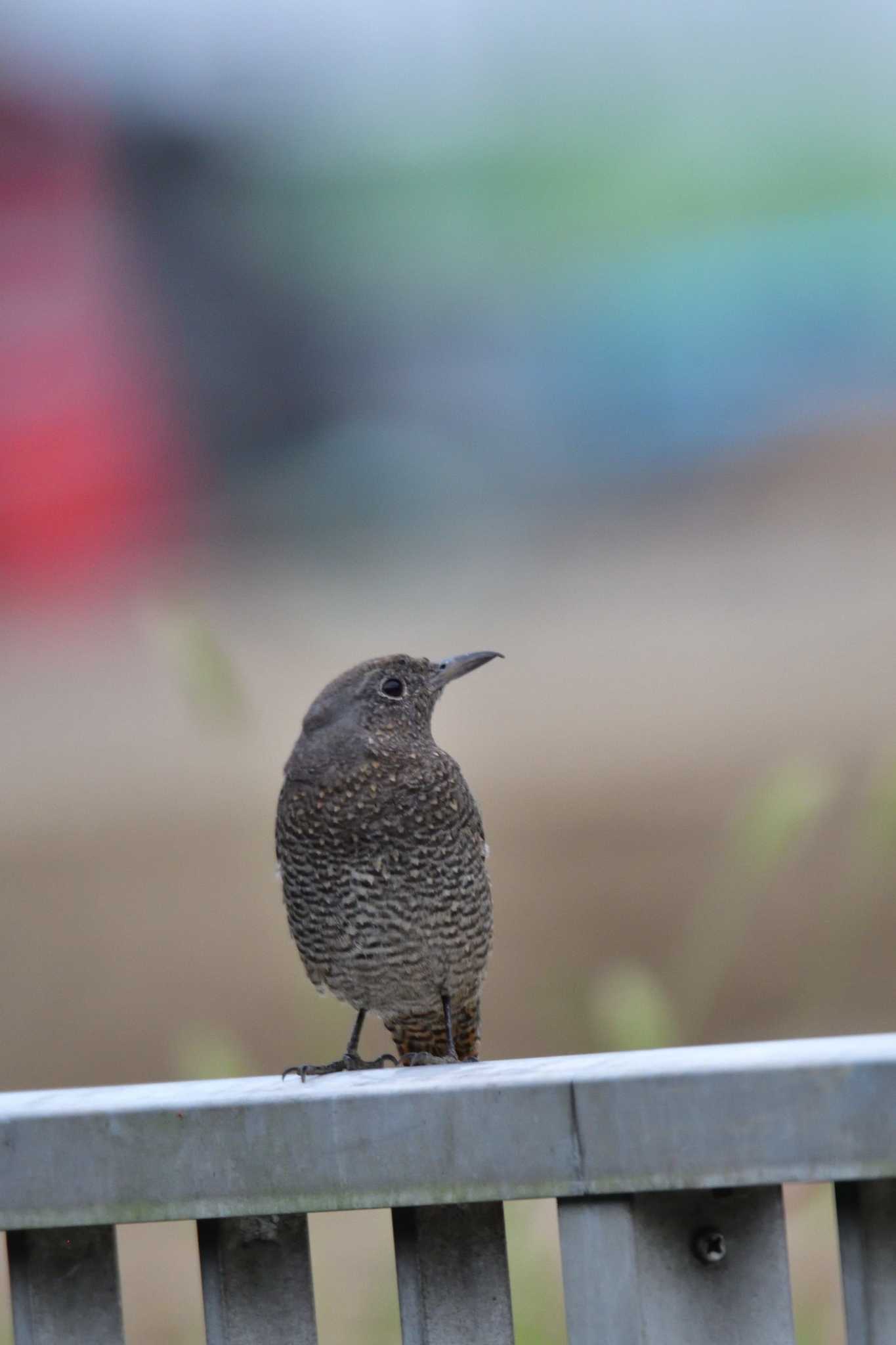 長浜公園 イソヒヨドリの写真 by やなさん