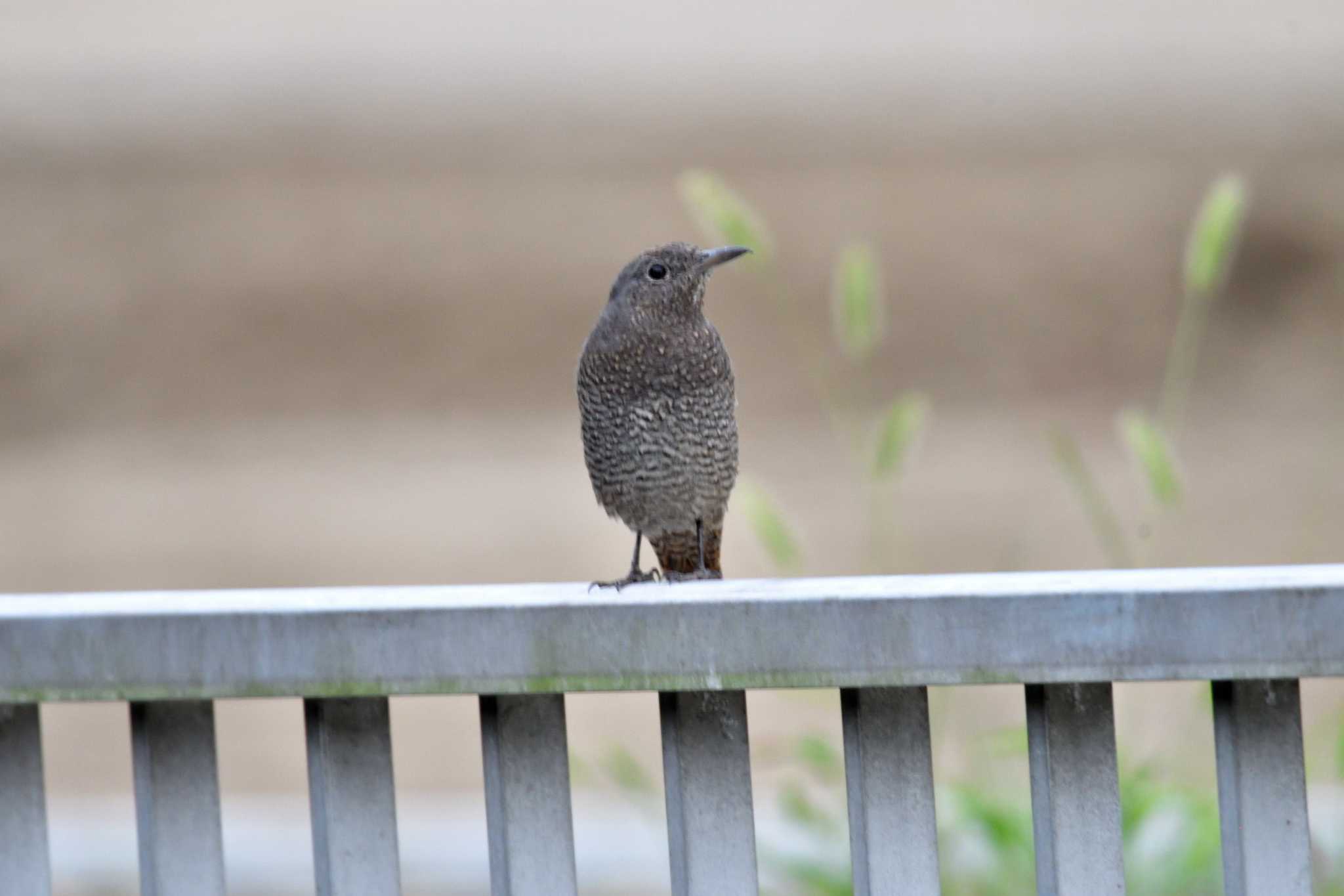 長浜公園 イソヒヨドリの写真 by やなさん