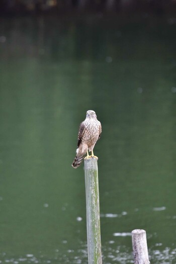 2021年10月12日(火) 長浜公園の野鳥観察記録