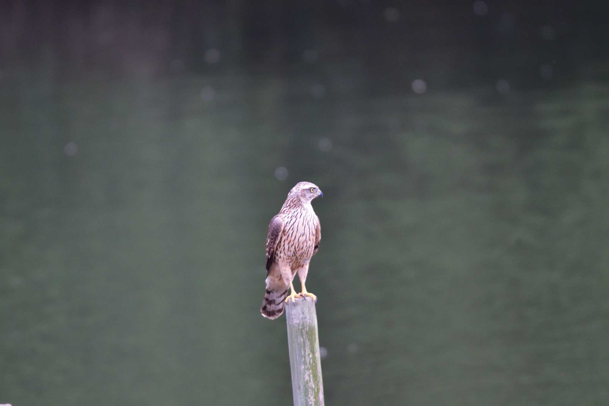 長浜公園 オオタカの写真 by やなさん