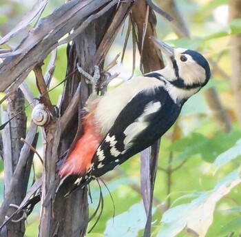 2021年10月12日(火) 西岡公園(西岡水源地)の野鳥観察記録