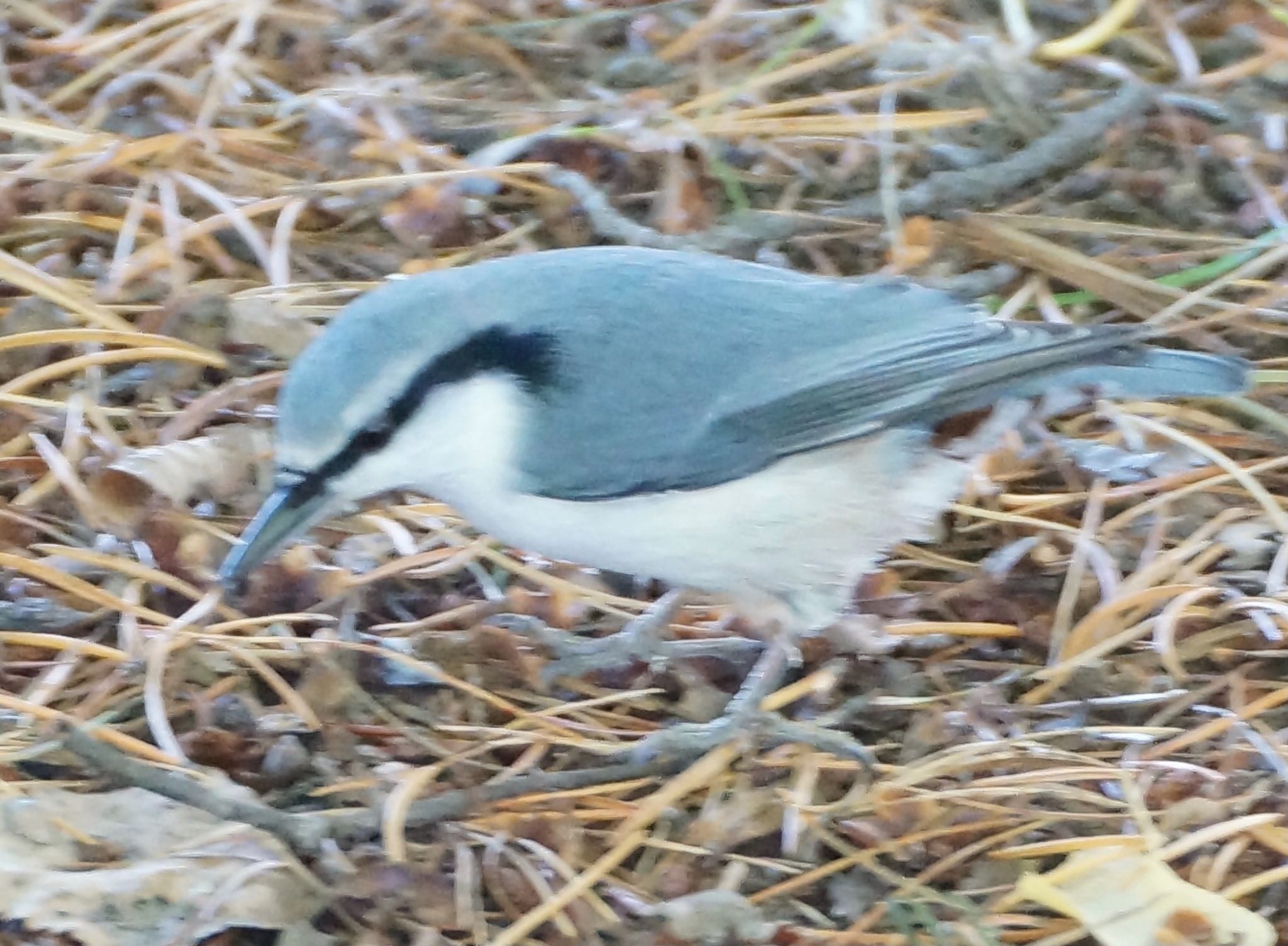 シロハラゴジュウカラ