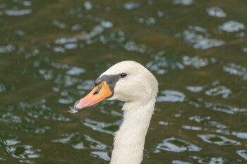 Tue, 9/28/2021 Birding report at Imperial Palace