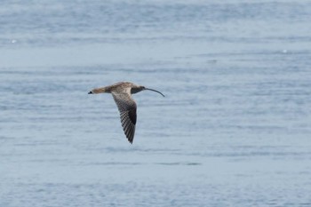 ホウロクシギ 三重県松阪市 2017年4月28日(金)