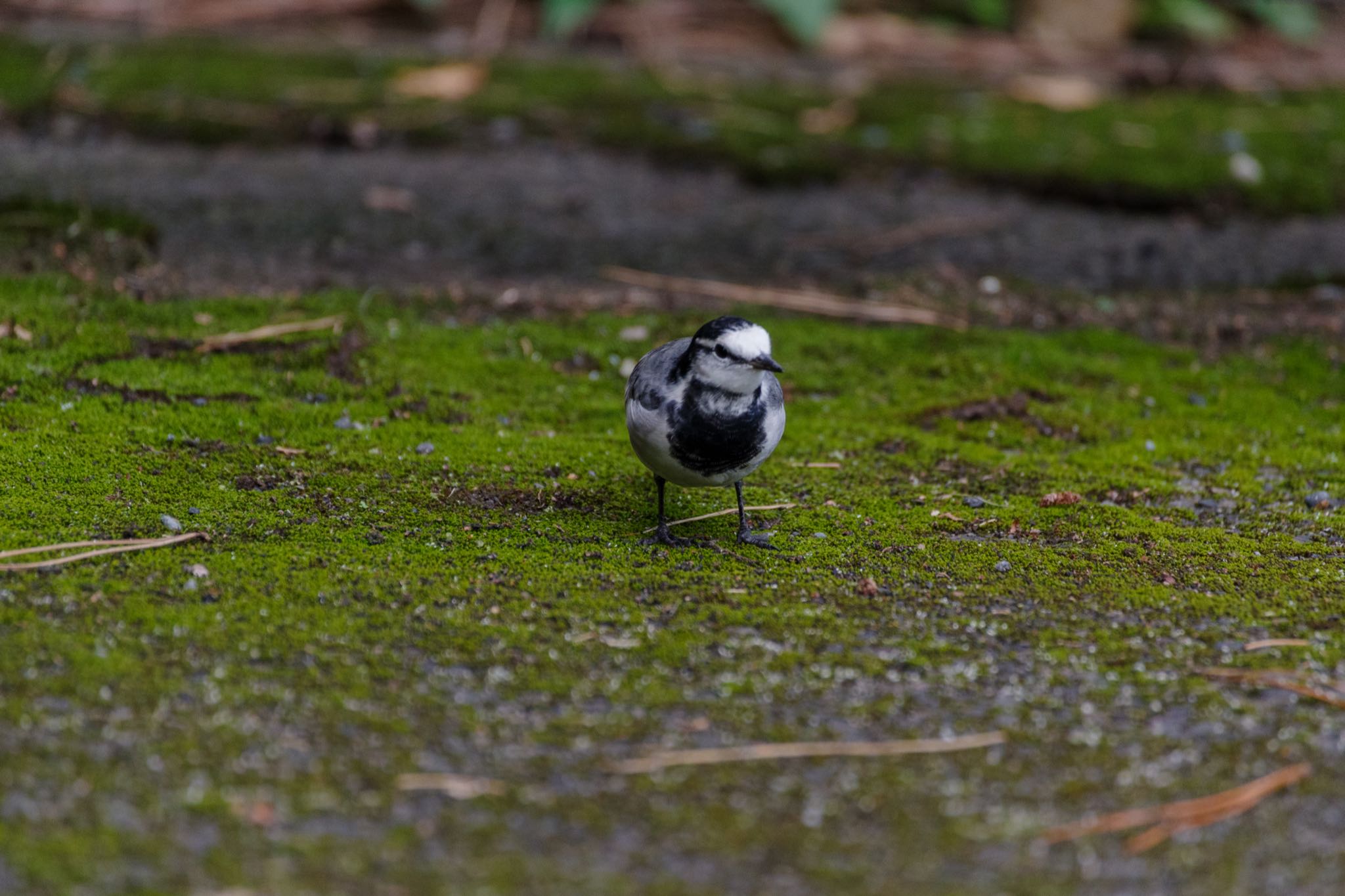 皇居 ハクセキレイの写真 by Marco Birds