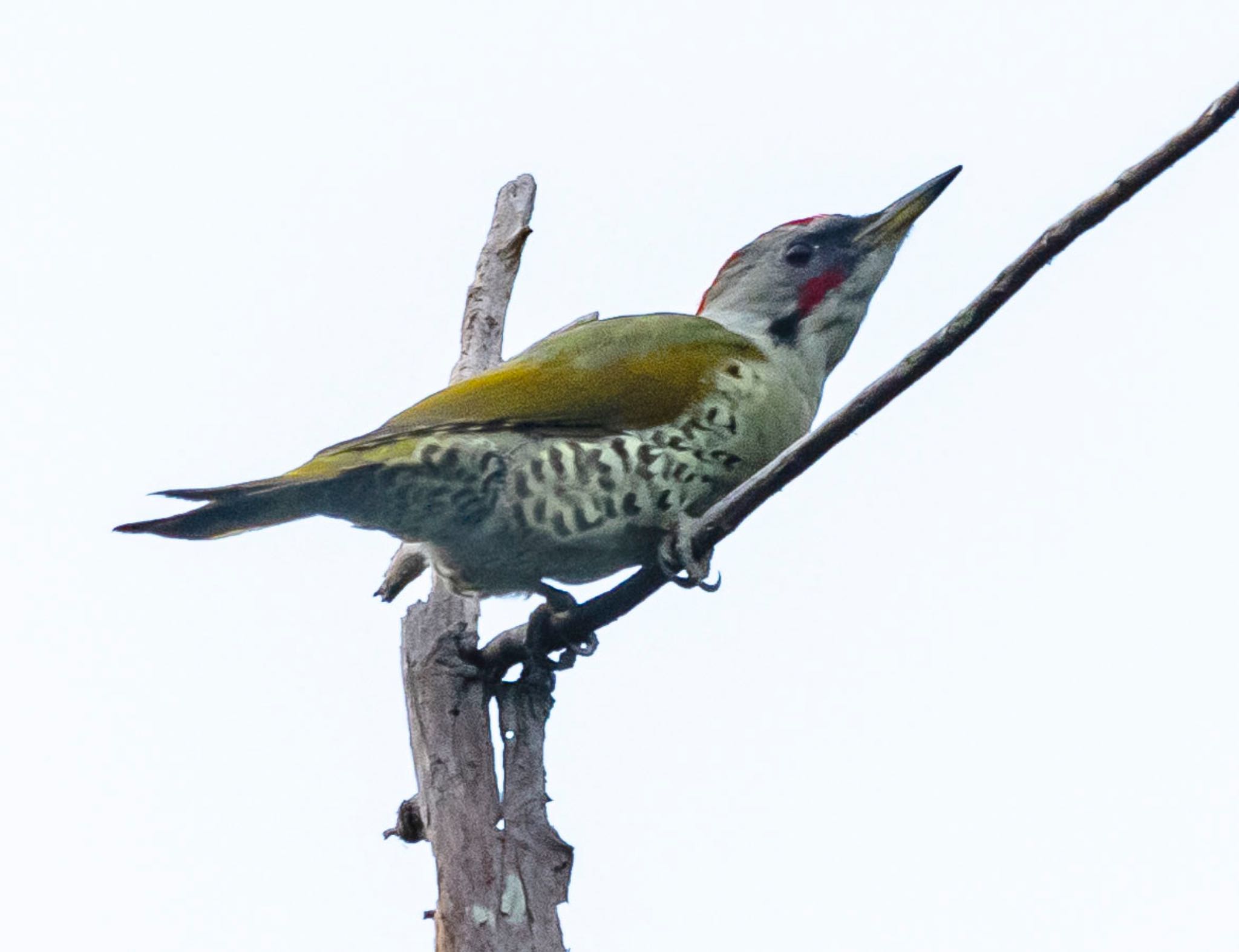 Photo of Japanese Green Woodpecker at 山県市自宅 by 89 Hiro