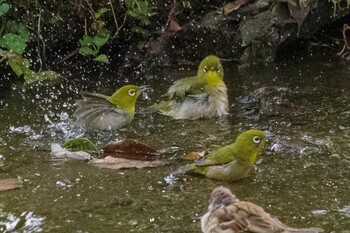 Warbling White-eye 国会前庭 Tue, 9/28/2021