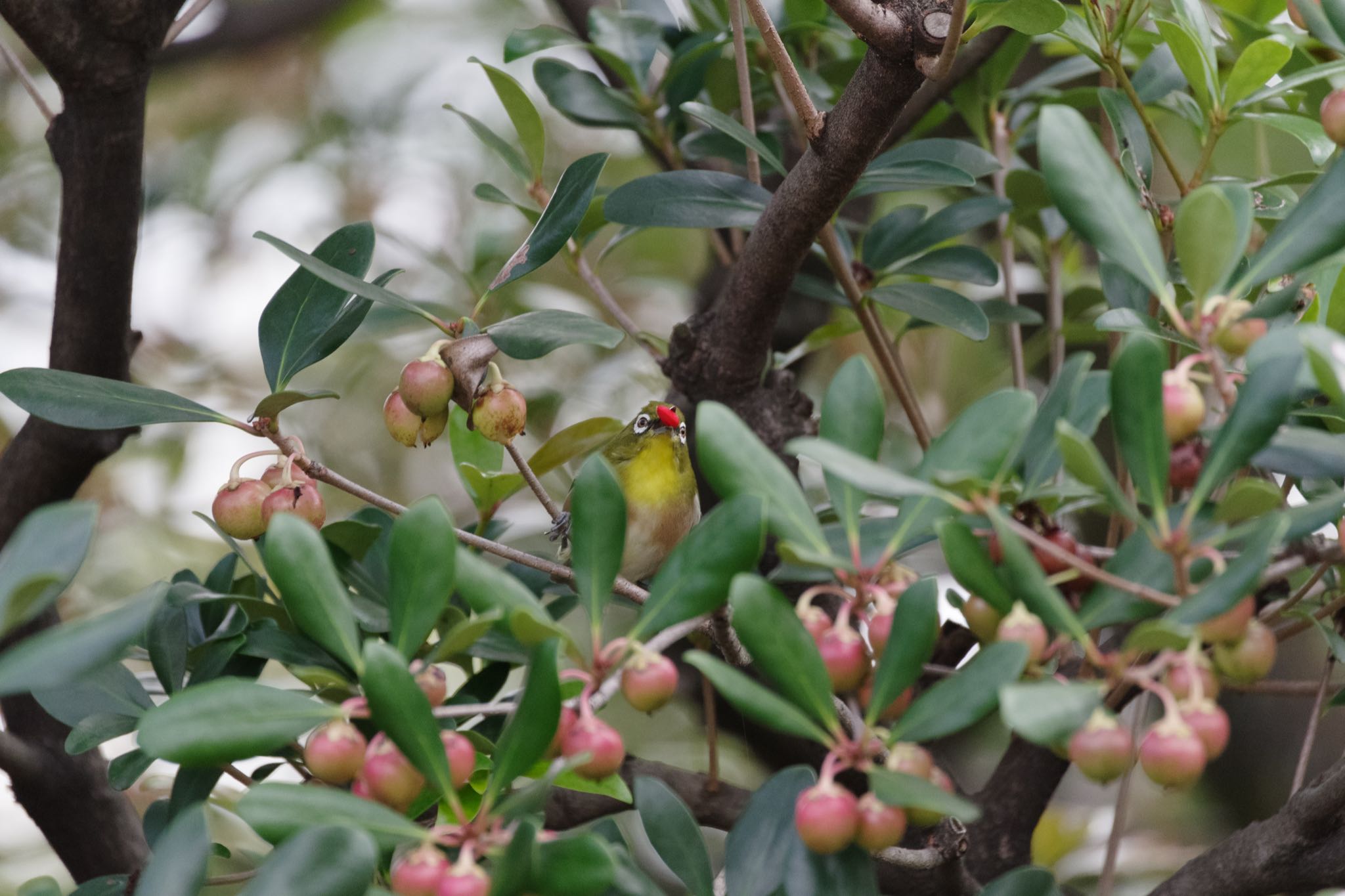 Warbling White-eye