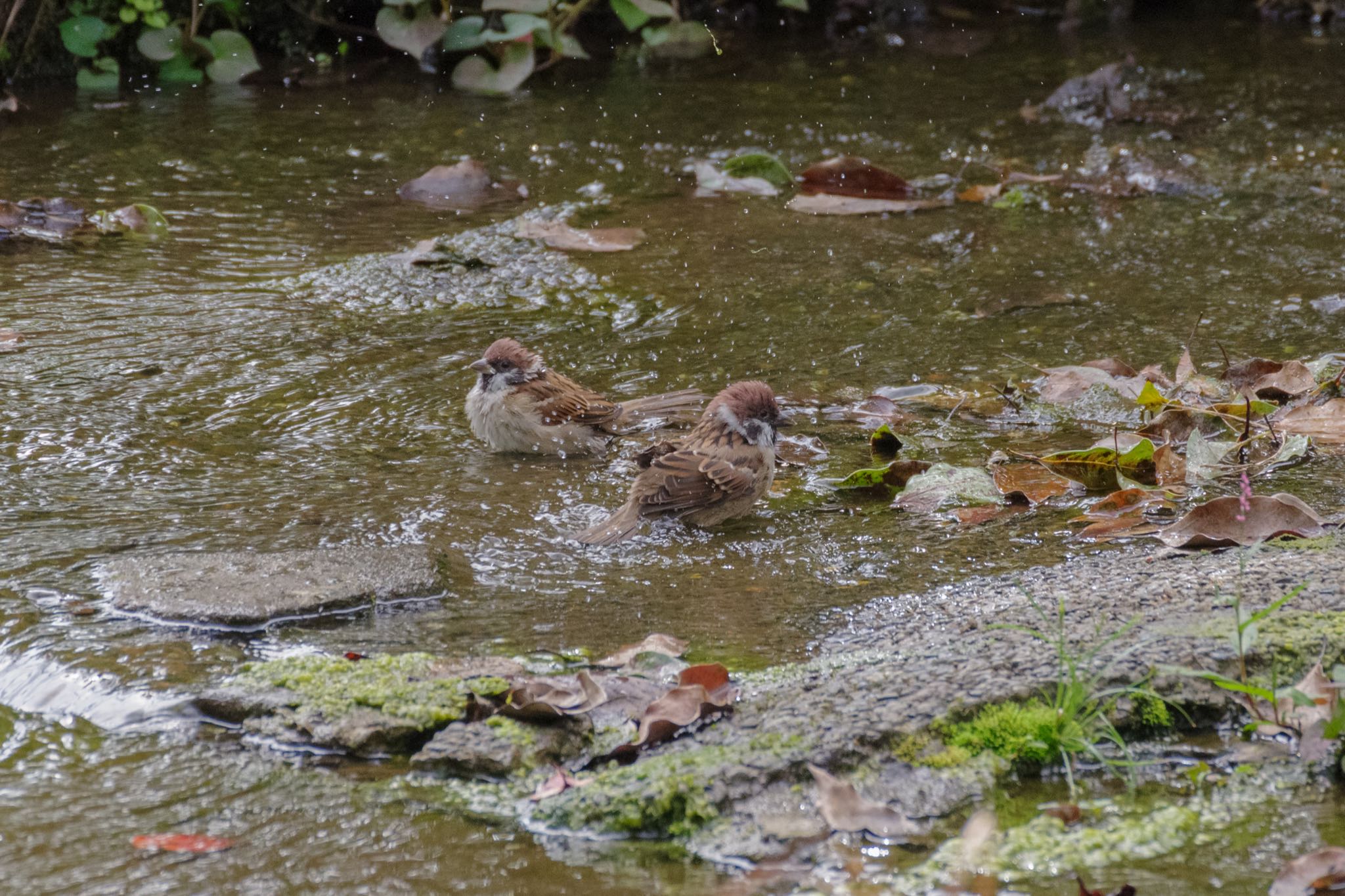 Photo of Eurasian Tree Sparrow at 国会前庭 by Marco Birds