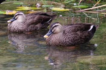 Eastern Spot-billed Duck 檜町公園(東京ミッドタウン) Tue, 10/12/2021