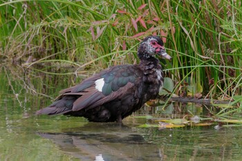 Muscovy Duck 檜町公園(東京ミッドタウン) Tue, 10/12/2021