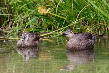 Eastern Spot-billed Duck 檜町公園(東京ミッドタウン) Tue, 10/12/2021