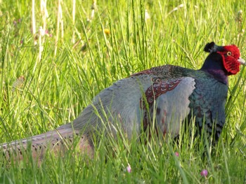 Green Pheasant Unknown Spots Fri, 4/28/2017